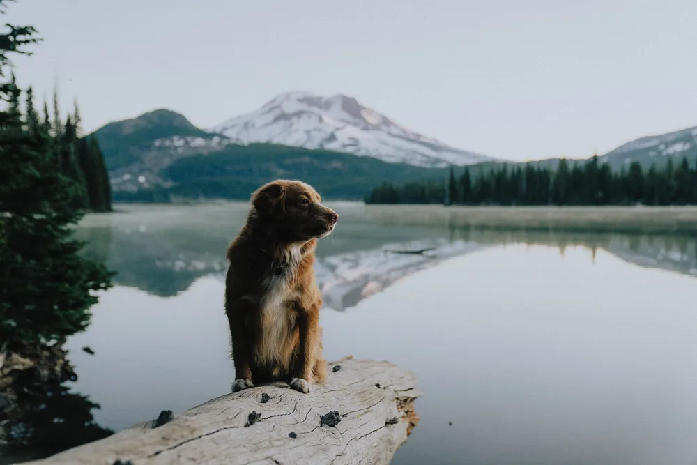 Separation Anxiety | Pawsitive Purpose